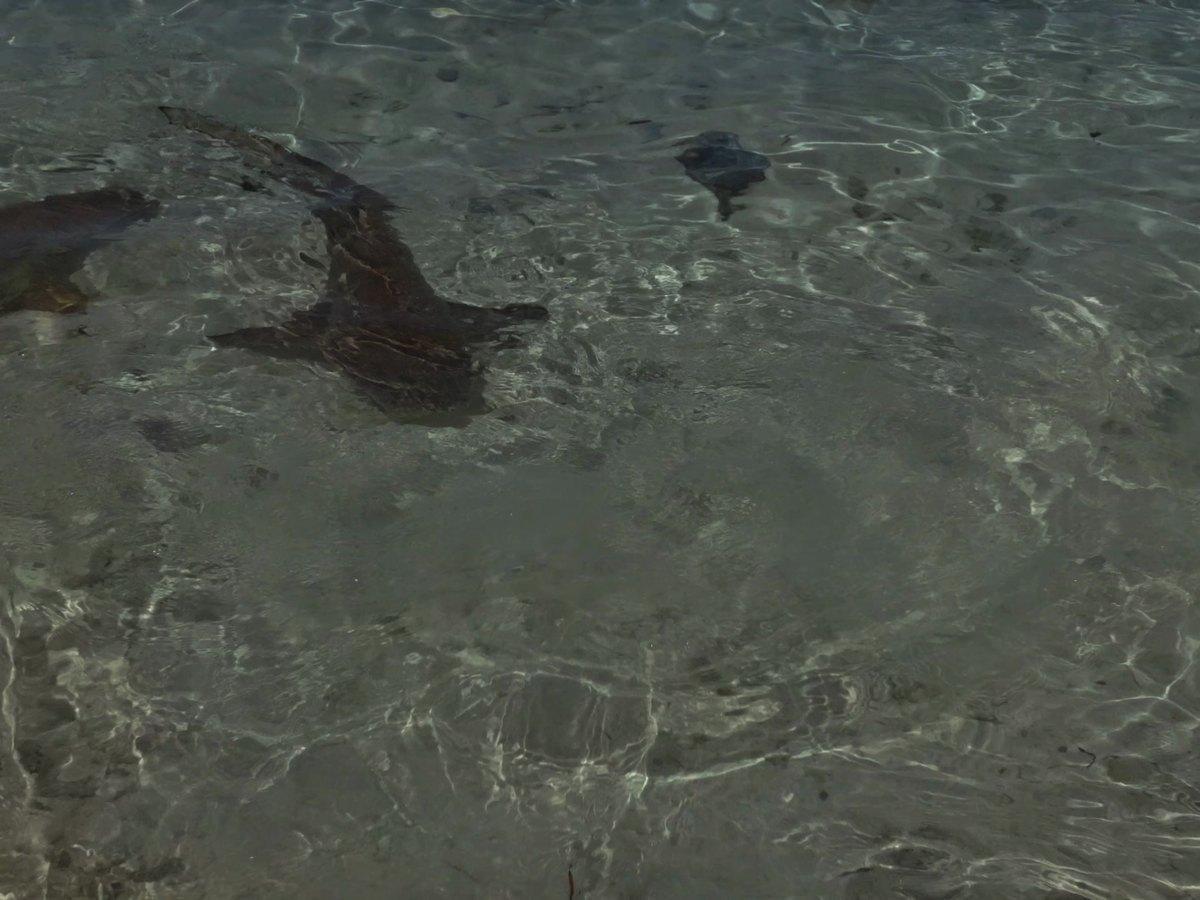 浅瀬を横切るリーフシャーク