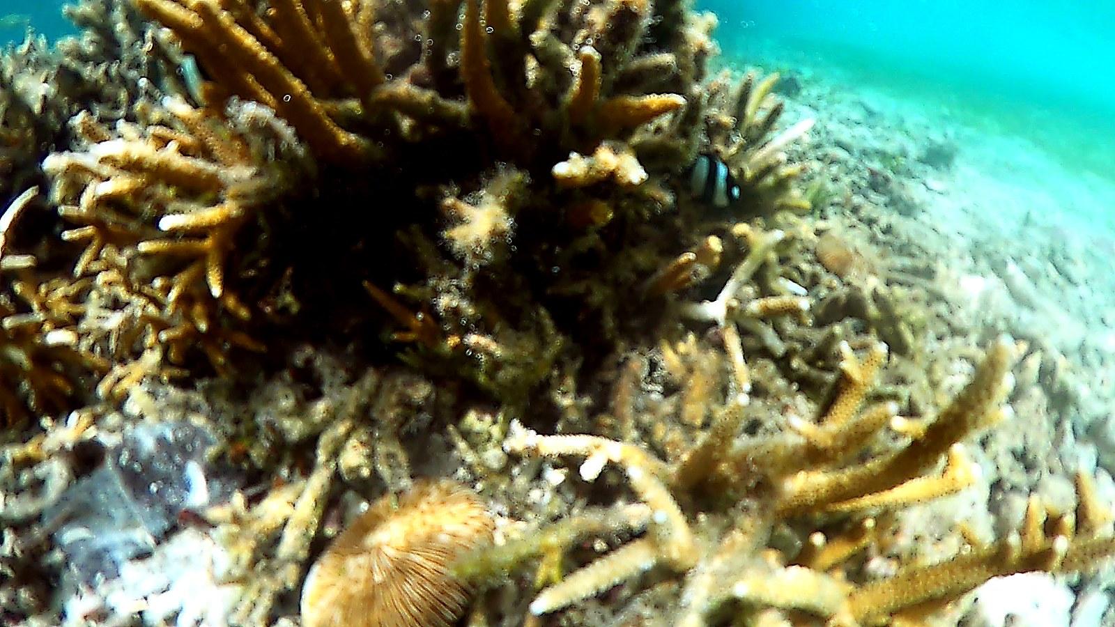 枝サンゴの間を泳ぐ小さな魚