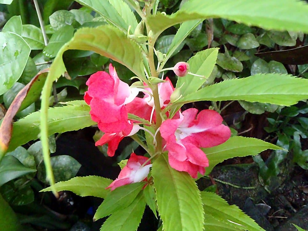 ホウセンカ(Impatiens balsamina)の花