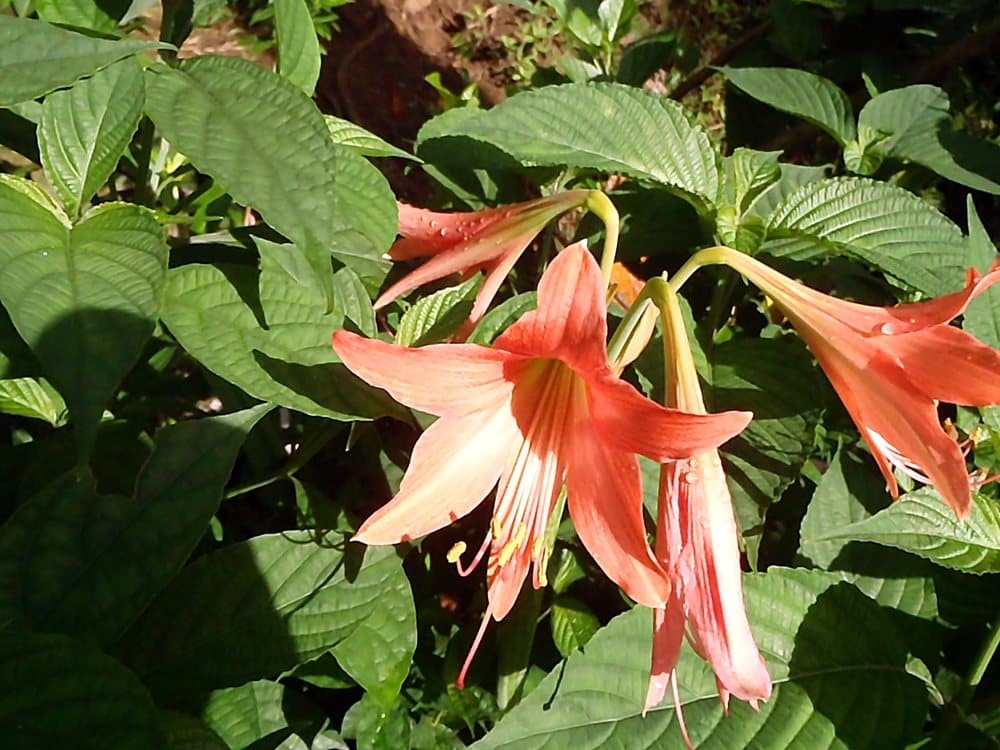 キンサンジコ(Hippeastrum puniceum)の花