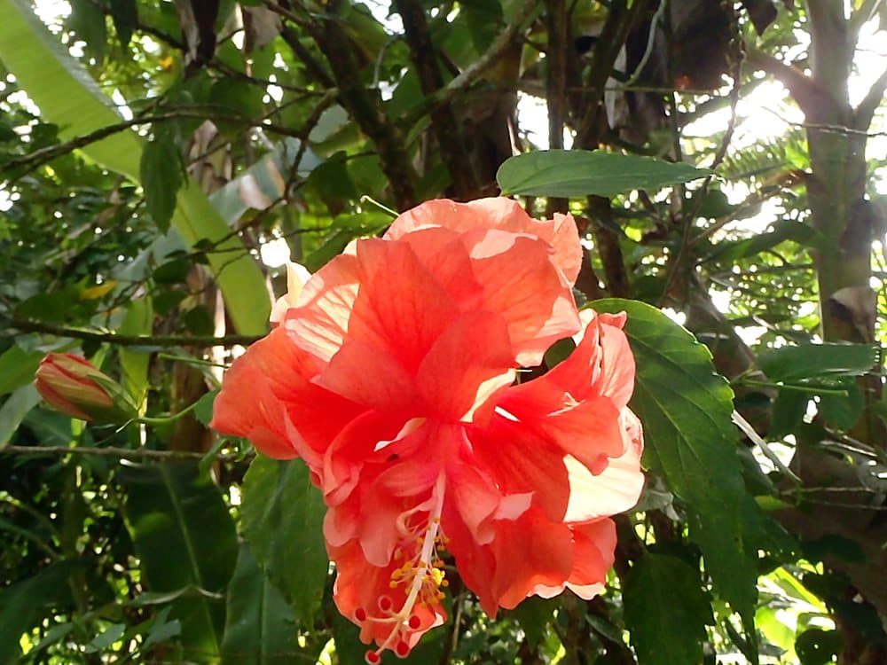 ハイビスカス(八重・朱)(Hibiscus rosa-sinensis)の花
