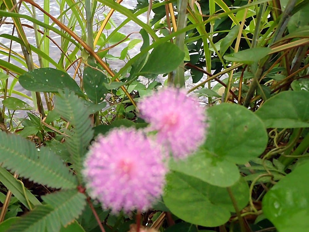 オジギソウ(Mimosa pudica)の花