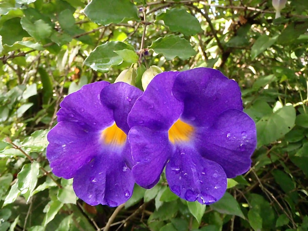 コダチヤハズカズラ(Thunbergia erecta)の花