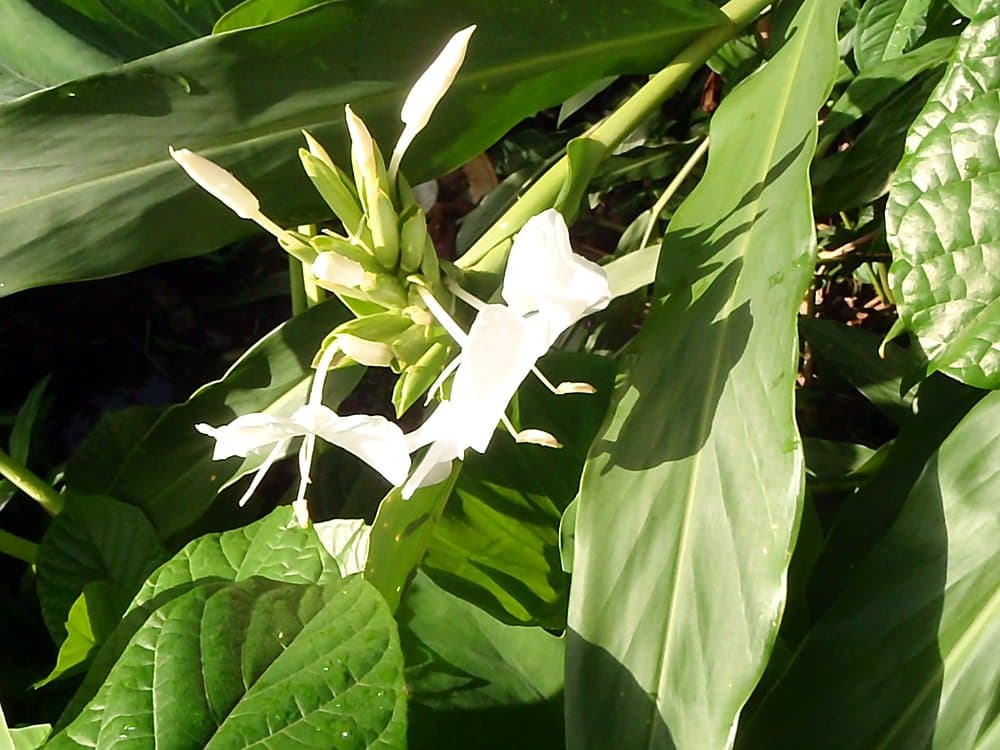 ハナシュクシャ(Hedychium coronarium)の花